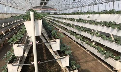 大棚草莓立体种植槽(大棚草莓立体种植槽架成本)_https://www.syklpowerbike.com_科创板_第1张