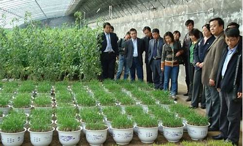 农业种植致富项目(特种农业种植致富项目)_https://www.syklpowerbike.com_上交所_第1张