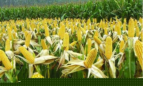 今年玉米期货(玉米期货价格最新行情)_北交所_第1张_财经网 今年玉米期货(玉米期货价格最新行情)_https://www.syklpowerbike.com_北交所_第1张