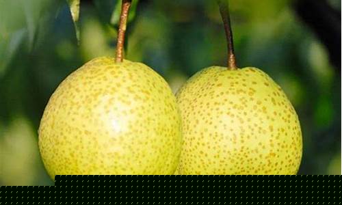 山东梨期货(山东期货第一人)_深交所_第1张_财经网 山东梨期货(山东期货第一人)_https://www.syklpowerbike.com_深交所_第1张